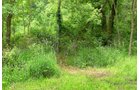 Lake County, Indiana farmland - LAND AUCTION - 147+/- ACRES OFFERED IN 3 TRACTS IN LAKE COUNTY, INDIANA